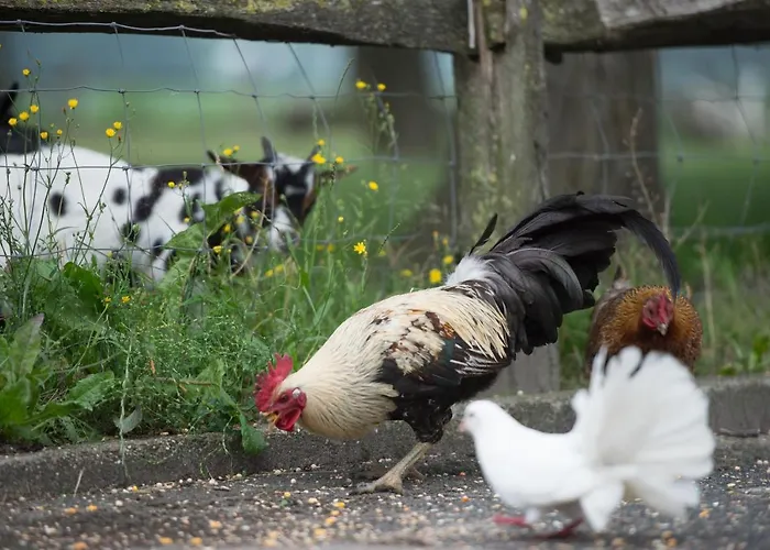 Erve Jonkerhoeve Oda ve Kahvaltı